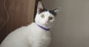 bianca  pet sitter à BAGNOLS SUR CEZE 30200_4