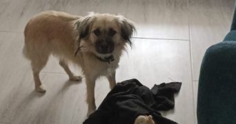 angie pet sitter à GAGNY 93220_2