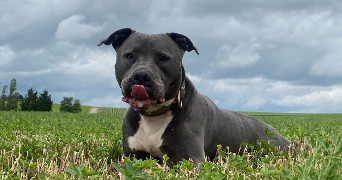 clémence pet sitter à REIMS 51100_2
