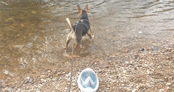 bénédicte  pet sitter à Faches-Thumesnil 59155_1