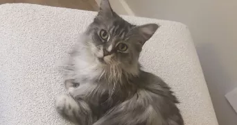 violette pet sitter à CROIX 59170