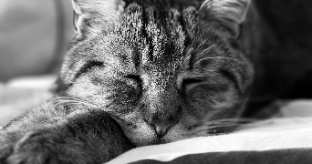 léa pet sitter à POITIERS 86000_7