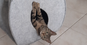 goldyne cat sitter à METZ 57000_0