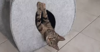 goldyne cat sitter à METZ 57000