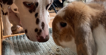 jessica pet sitter à HOUDAN 78550_6