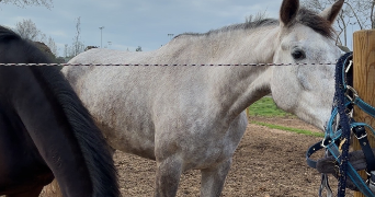 thelma pet sitter à MONTPELLIER 34000_4