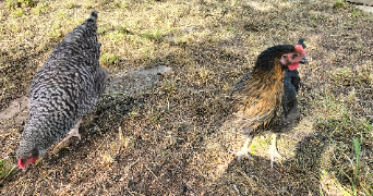 camille pet sitter à ST CYPRIEN 42160_2