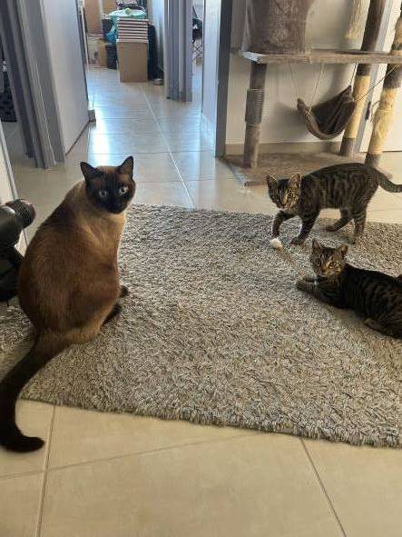 adeline pet sitter à Montelier 26120_3