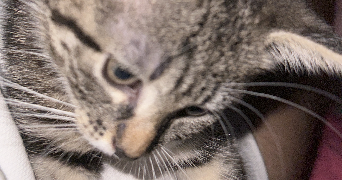 leyane pet sitter à Valencin 38540_3