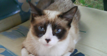veronique pet sitter à VAIRES SUR MARNE 77360_1
