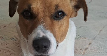 faustine pet sitter à Belfort 90000_8