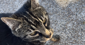 luc pet sitter à ST ETIENNE 42100_0