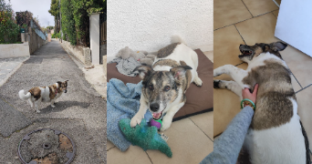 sania pet sitter à NICE 06200_8