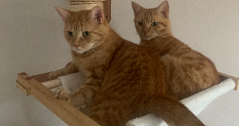 maëlys pet sitter à TOULOUSE 31200_5