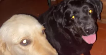 soria pet sitter à MONTPELLIER 34000