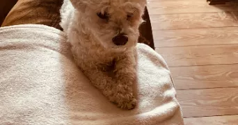 emilie pet sitter à LE PECQ 78230