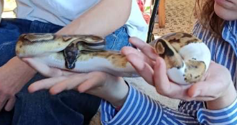 leslie pet sitter à LILLE 59000_3