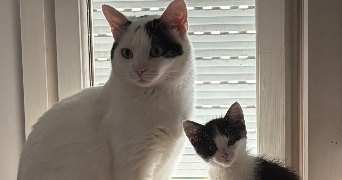 laurie pet sitter à LA ROQUETTE SUR VAR 06670_6