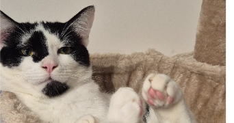 nolan pet sitter à PONT ST ESPRIT 30130_2