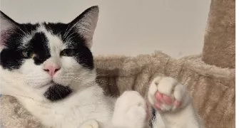 nolan pet sitter à PONT ST ESPRIT 30130