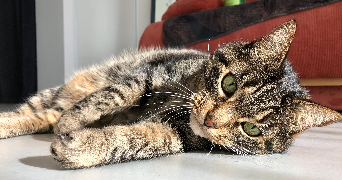 marie pet sitter à MARIN 74200_1