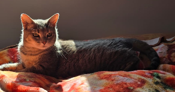 ambre cat sitter à BORDEAUX 33000_3