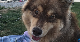 emma pet sitter à ST ALBAN LEYSSE 73230_8