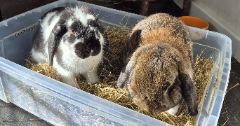 lola pet sitter à Orléans 45000_4