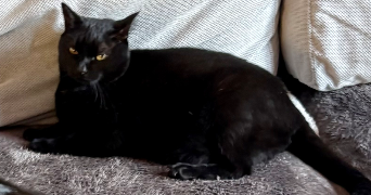 stephanie pet sitter à Saint jean d'Illac 33127_3