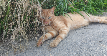 manon pet sitter à LUITRE DOMPIERRE 35133_1