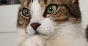sabine pet sitter à IGNY 91430_4