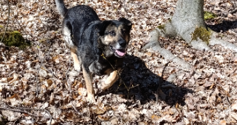 alexandra pet sitter à BEAUMONT SUR OISE 95260_1