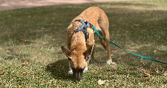 axelle pet sitter à NANCY 54000_4