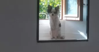 myriam pet sitter à GARDANNE 13120