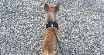 margaux pet sitter à Rouen 76000_6