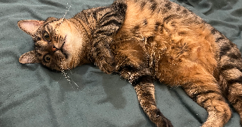 chloé pet sitter à PARIS 19 75019_2