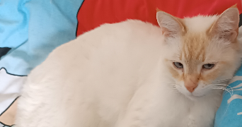 lea pet sitter à sarcey 69490_4