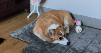 eloise pet sitter à CHOISY LE ROI 94600_1