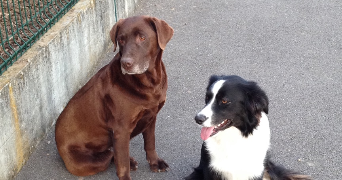 léa pet sitter à ANTIBES 06600_1