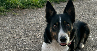 astride pet sitter à LUSSAT 63360_0