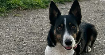 astride pet sitter à LUSSAT 63360