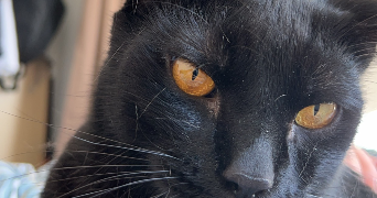camille pet sitter à Brandérion 56700_7