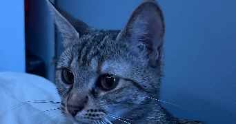 chloé pet sitter à REIMS 51100_1