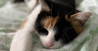 claire pet sitter à OUTREAU 62230_1