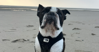 cyrielle pet sitter à LILLE 59000_8