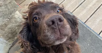 amélie pet sitter à MONTARDON 64121
