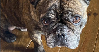 emma pet sitter à Paris 75016_7