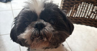margaux pet sitter à VINCENNES 94300_6