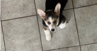 laetitia pet sitter à EAUBONNE 95600_3