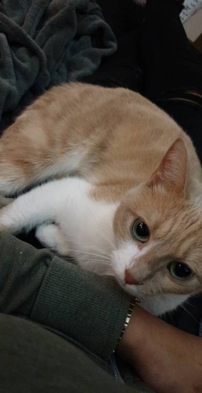 lesly pet sitter à BLAGNAC 31700_2